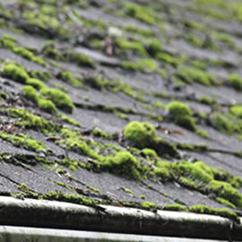 Mosvorming en moskorsten op dak